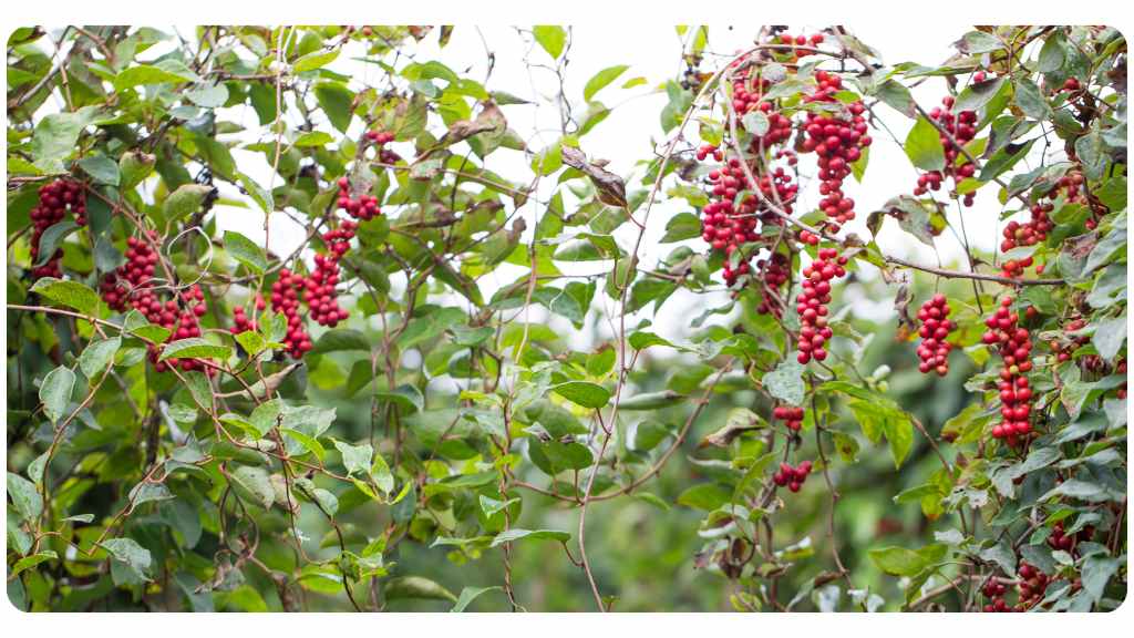 schisandra health benefits