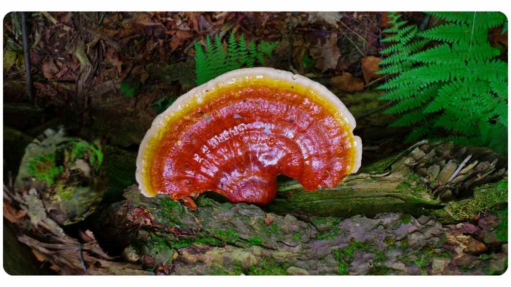 the best adaptogens - the health benefits of reishi
