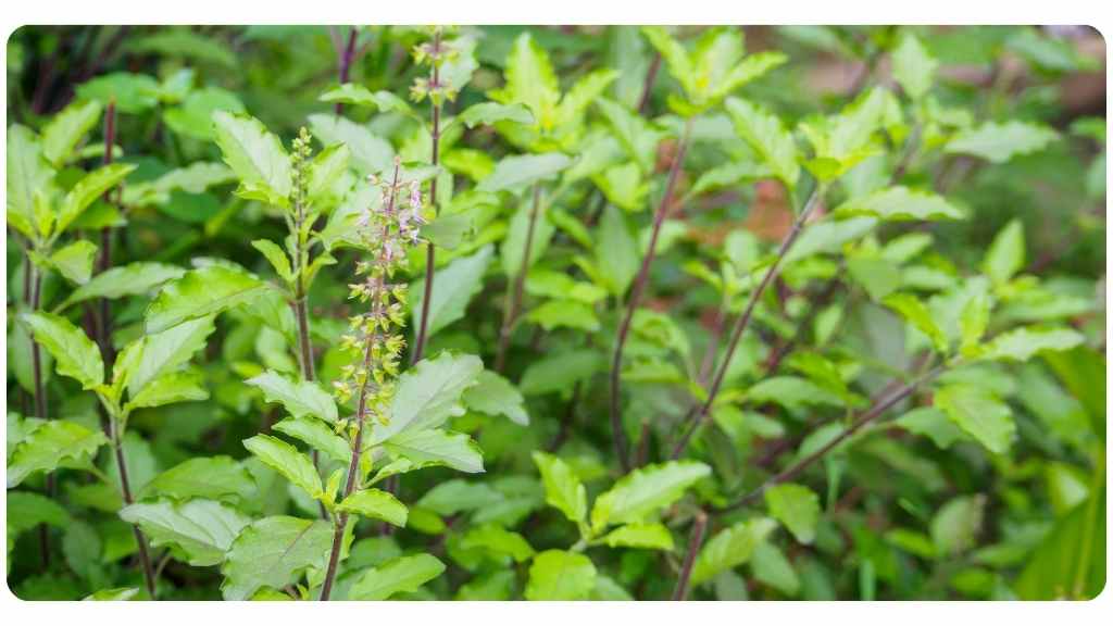 the best adaptogens - the health benefits of tulsi holy basil