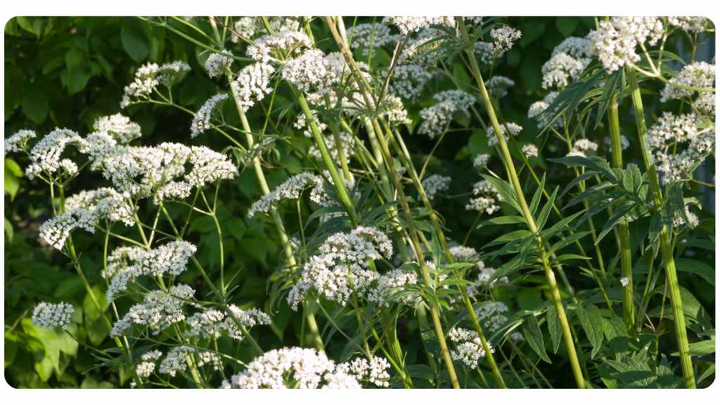 valerian root vs. ashwagandha: valerian root health benefits