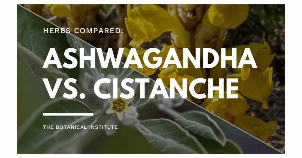 ashwagandha vs. cistanche - herbs compared