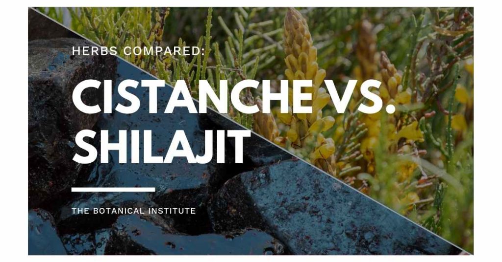 cistanche vs. shilajit: differences and similarities