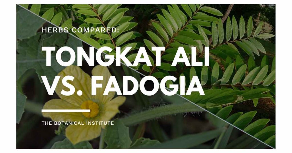 tongkat ali vs. fadogia agrestis similarities and differences