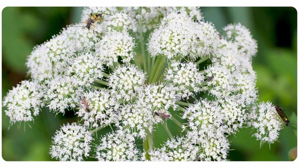 benefits of taking angelica root
