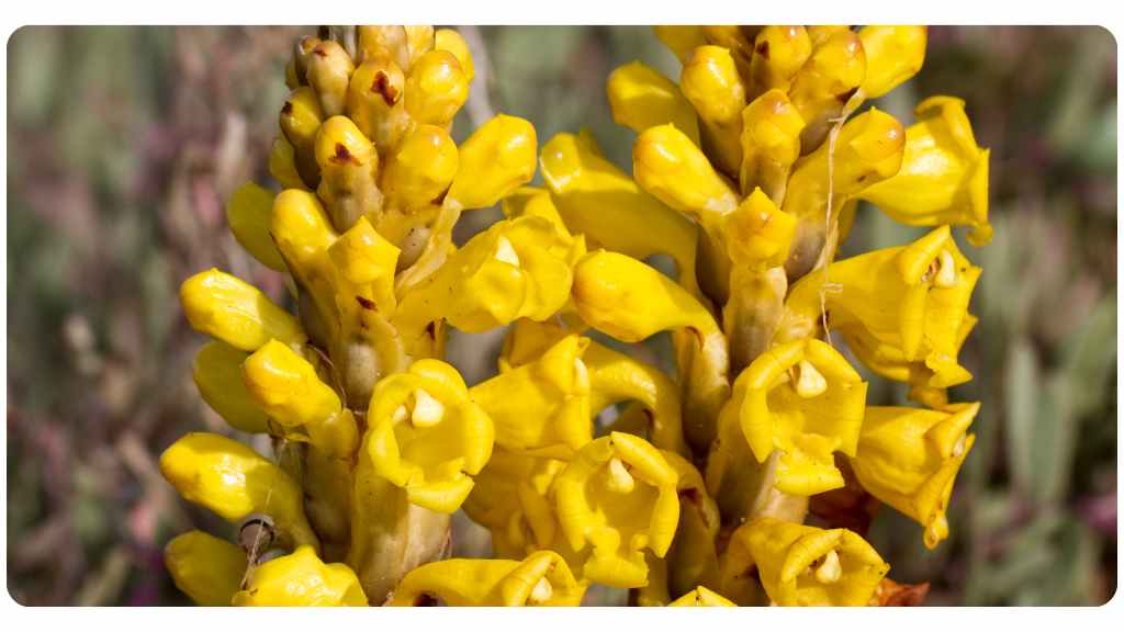 ashwagandha vs. cistanche - cistanche