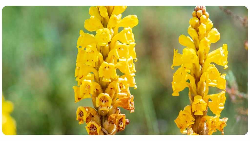 best cistanche supplements | 2023