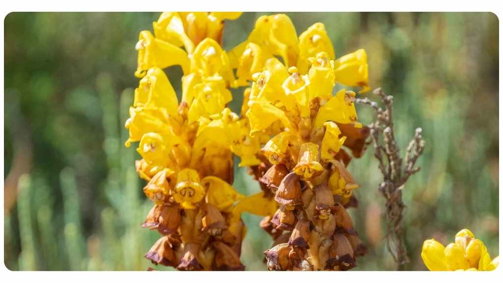 best cistanche supplements | 2023 | #3