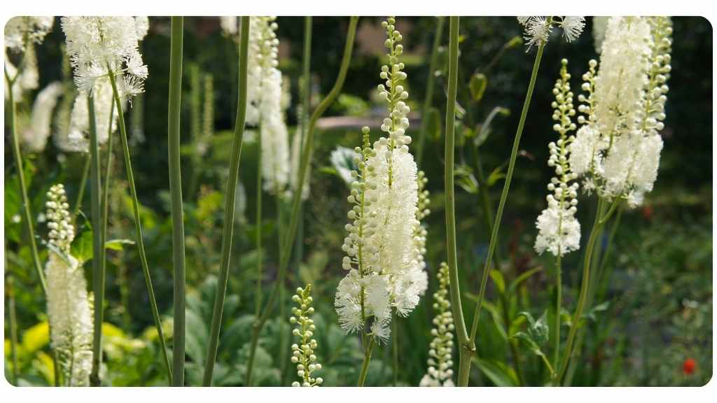 Health Benefits of Black Cohosh