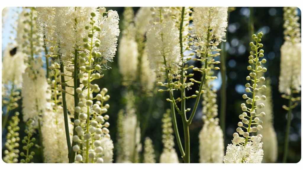 Black cohosh health benefits