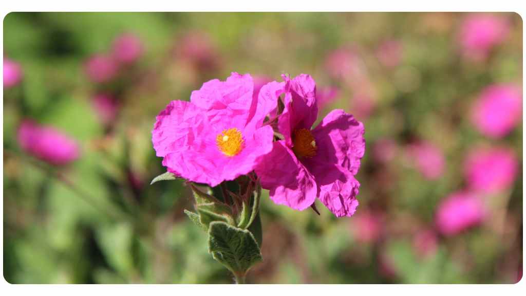 cistus incanus health benefits