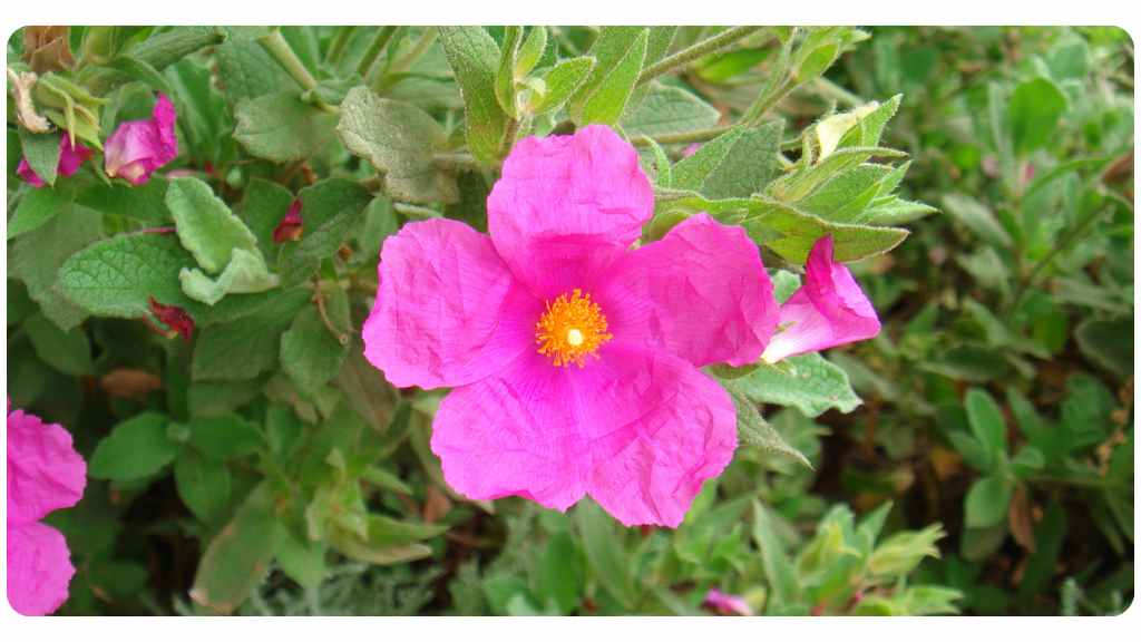 4 benefits of taking cistus incanus