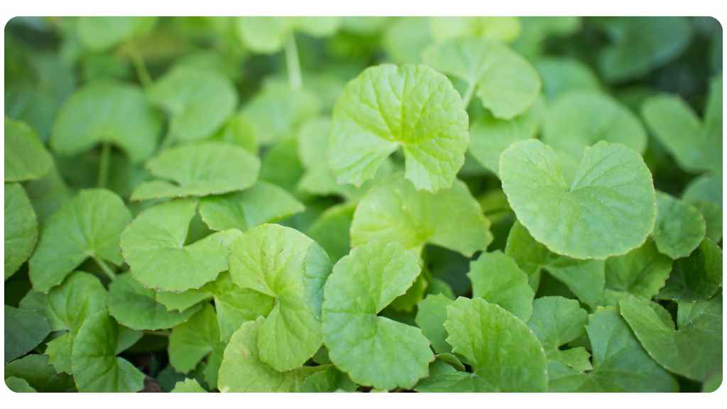 benefits of gotu kola