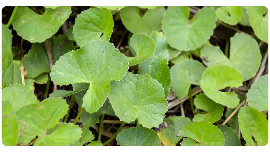 gotu kola health benefits