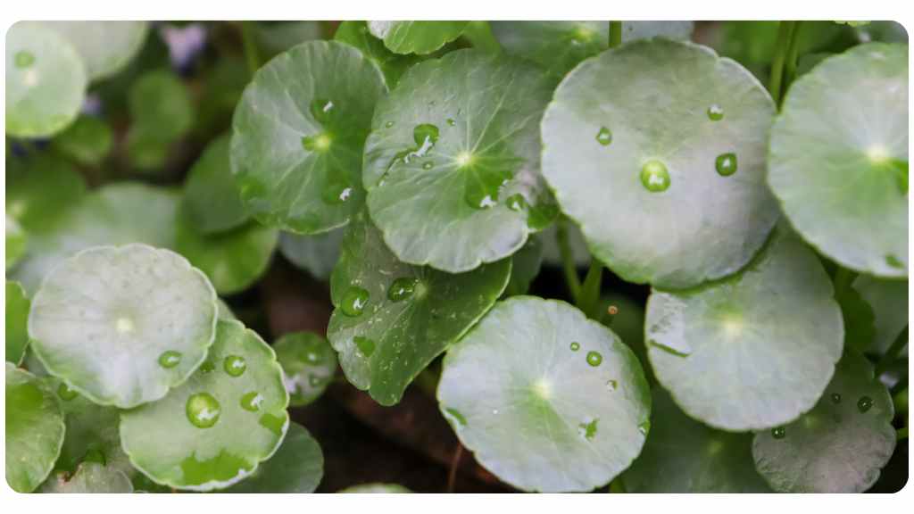 herbs for blood pressure - gotu kola