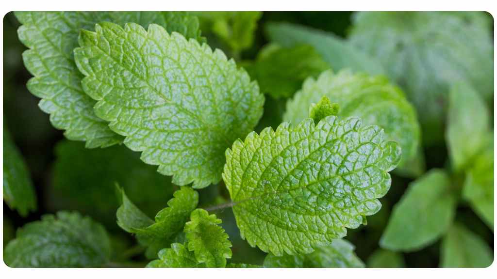 herbs for lowering blood pressure - lemon balm