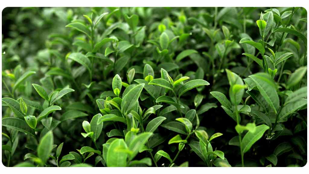 herbs for blood pressure - green tea