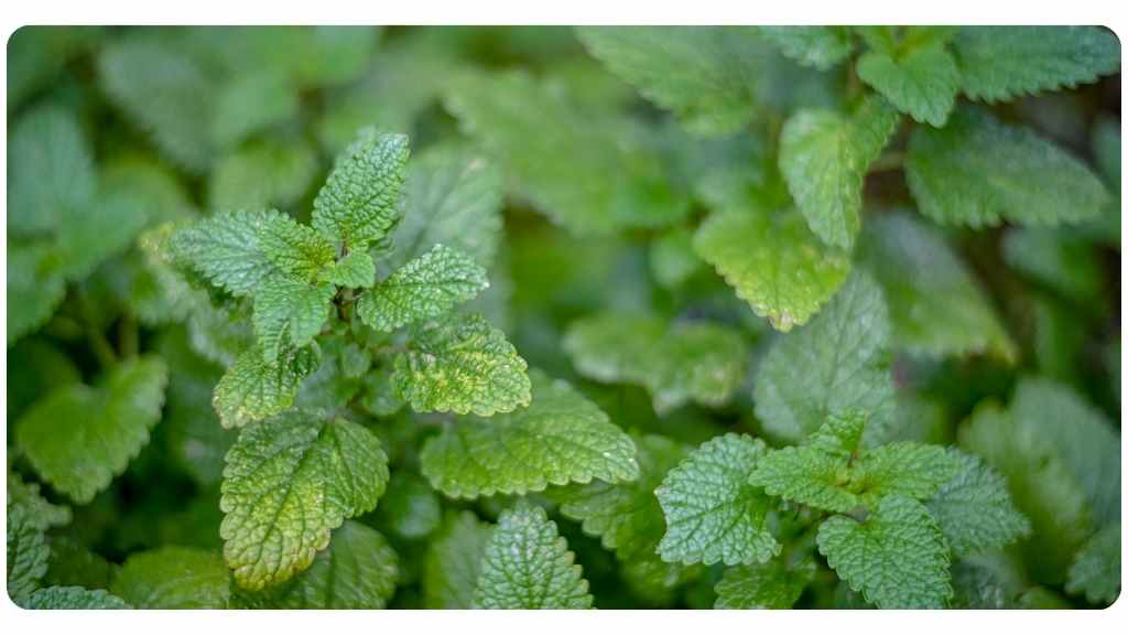 herbs for blood pressure - lemon balm