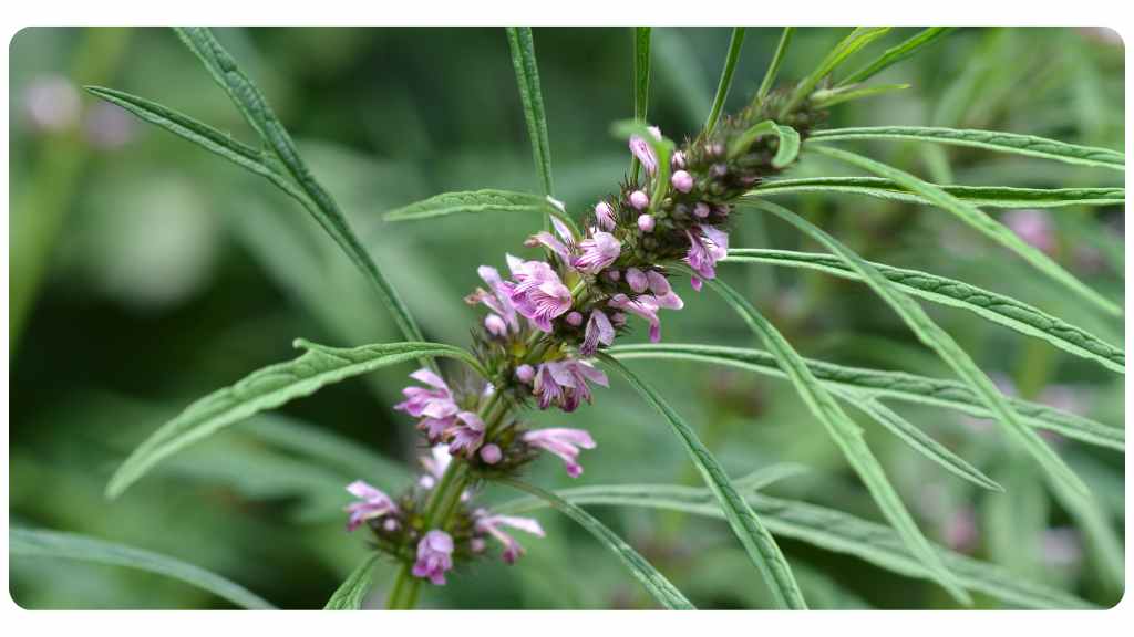 best herbs for lowering blood pressure - motherwort