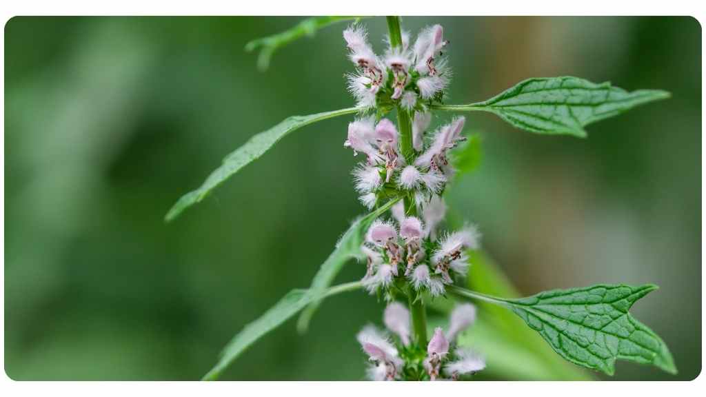 benefits of motherwort