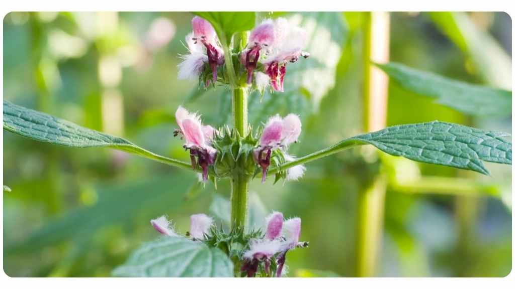 health benefits of motherwort