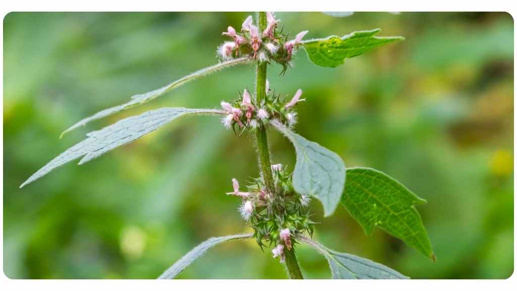 5 benefits of motherwort