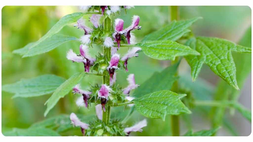 5 motherwort benefits