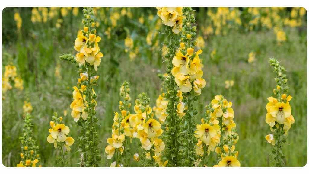 mullein health benefits