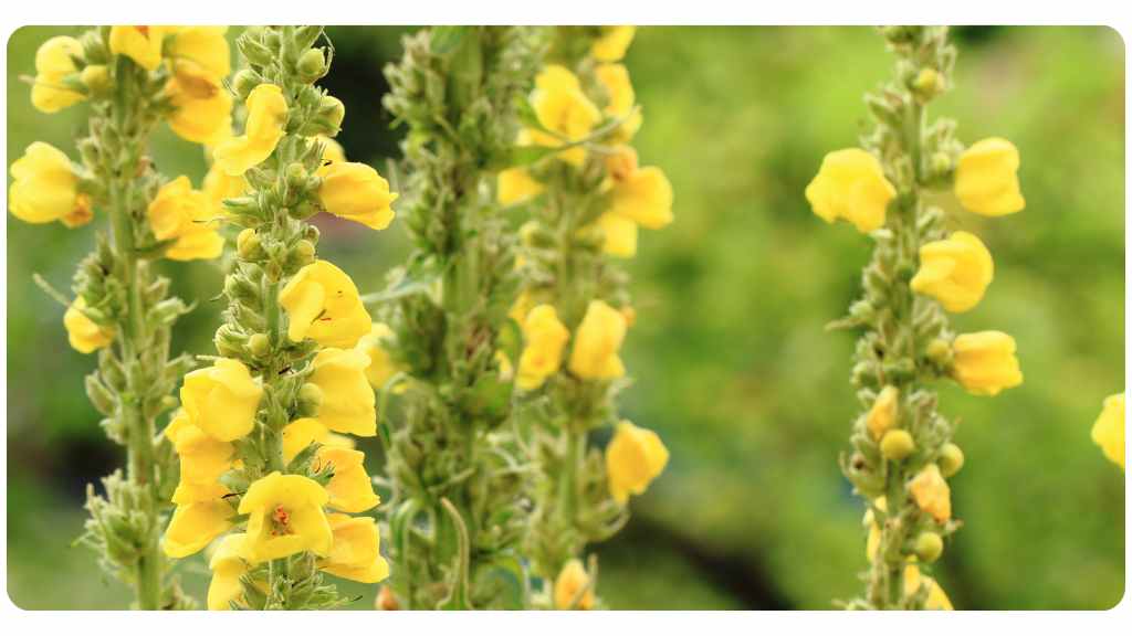health benefits of taking mullein