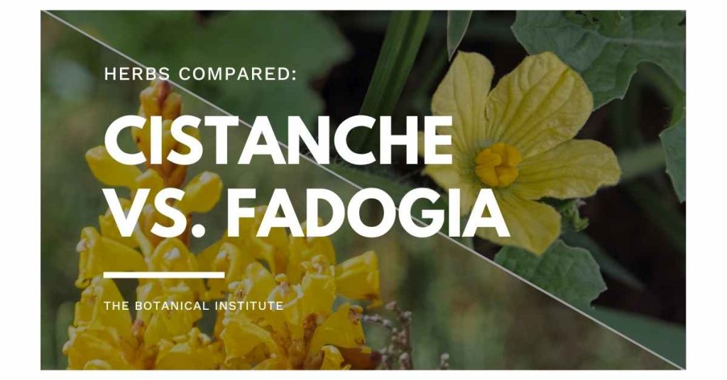 CISTANCHE VS. FADOGIA AGRESTIS: similarities and differences