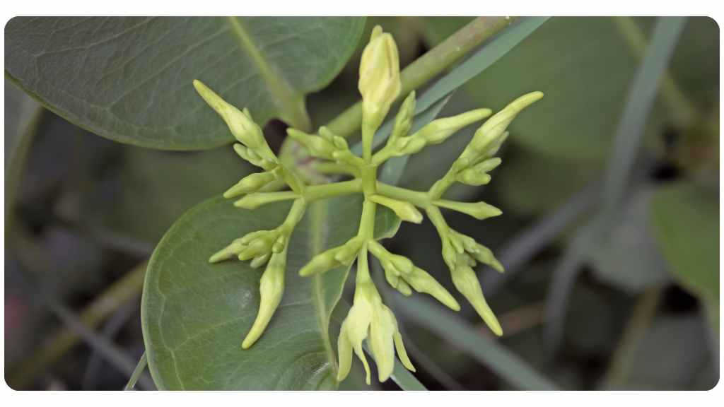 Cryptolepis sanguinolenta benefits
