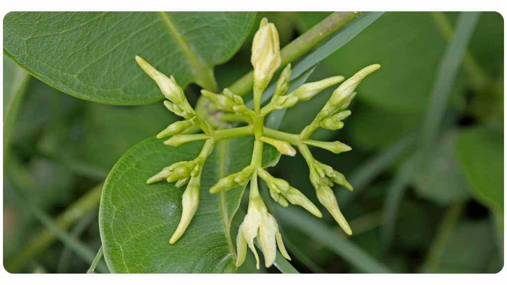 Cryptolepis sanguinolenta Cryptolepis sanguinolenta health benefits