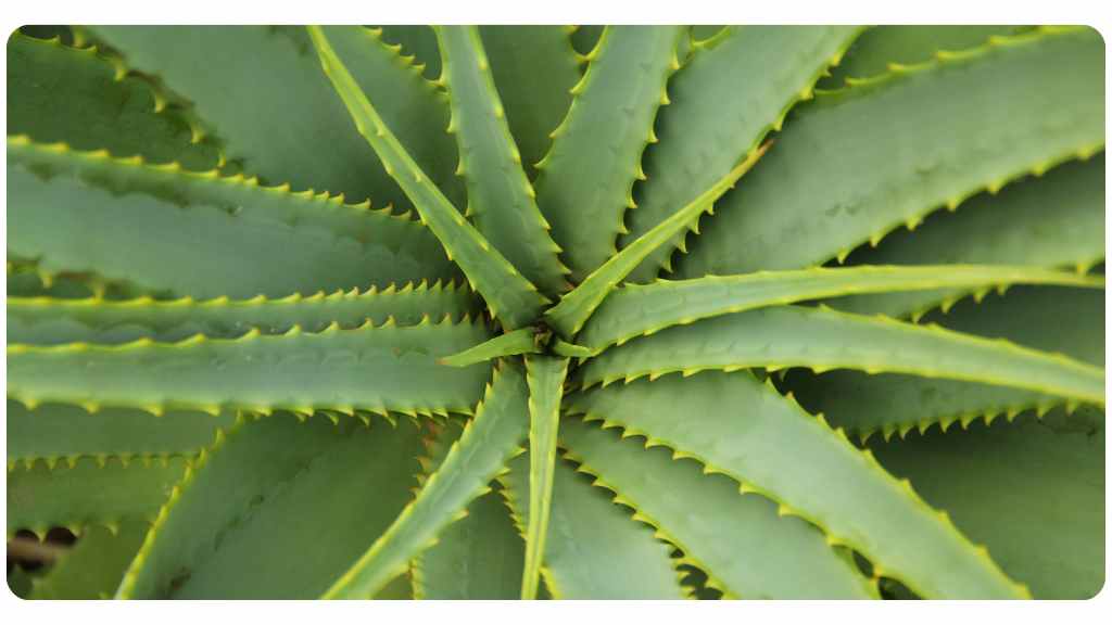 aloe vera benefits