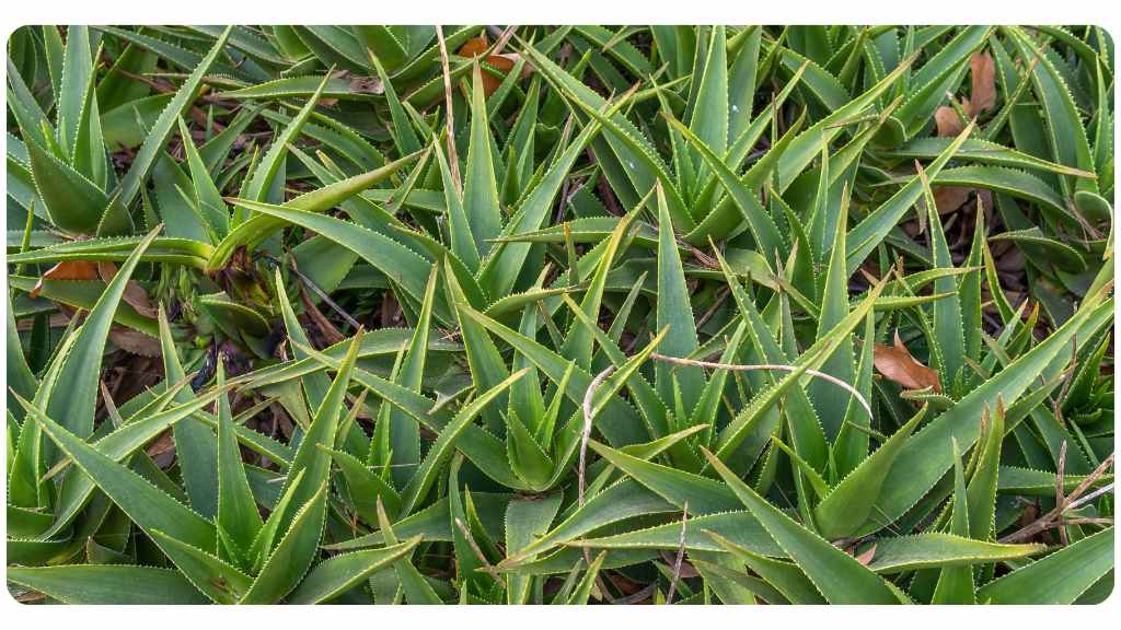 benefits of aloe vera