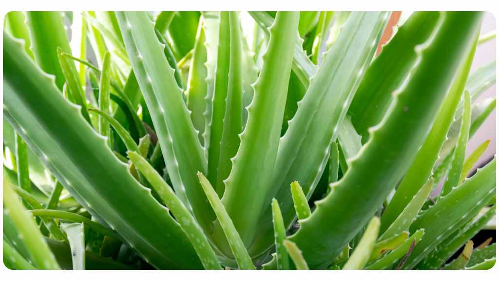 aloe vera: dosage and safety