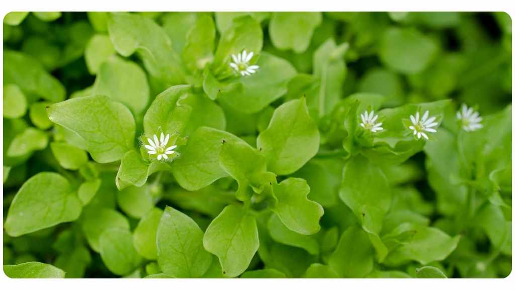6 benefits of chickweed