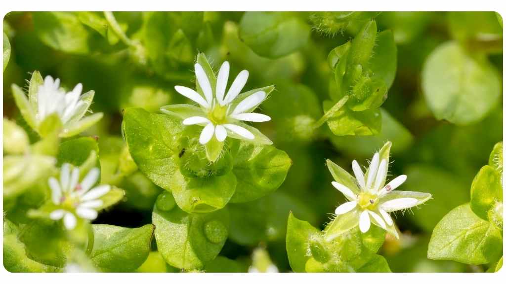 chickweed benefits