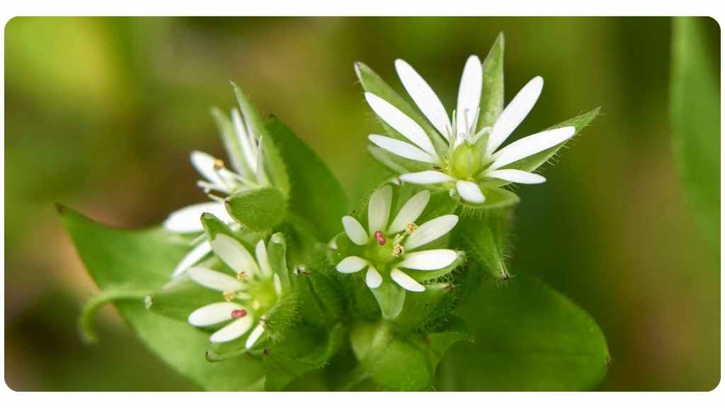 benefits of chickweed