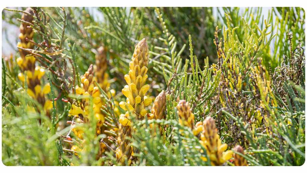 CISTANCHE VS. FADOGIA AGRESTIS: cistanche