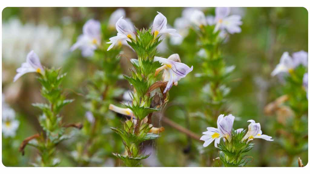 benefits of eyebright