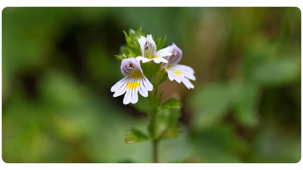 eyebright benefits