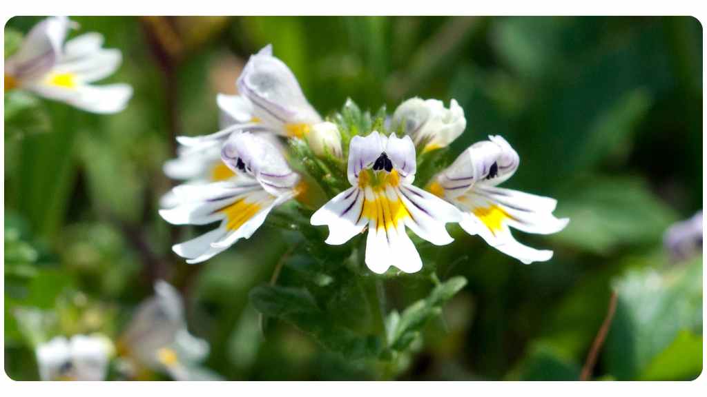 Euphrasia officinalis benefits