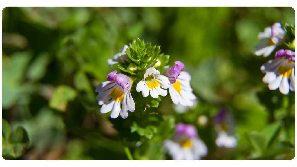 eyebright benefits: dosage and safety