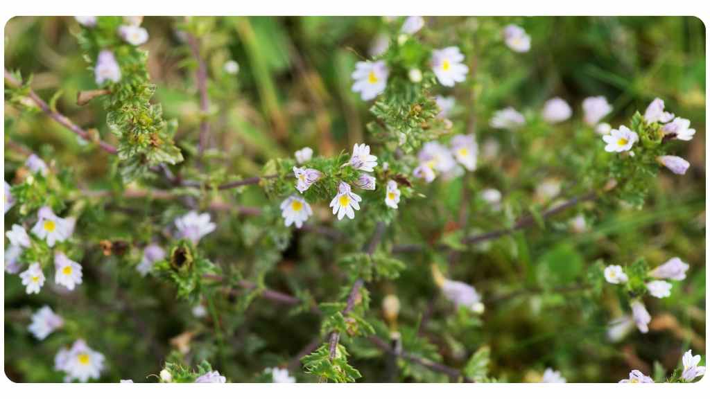 Euphrasia officinalis: dosage and safety