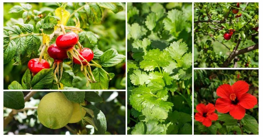 herbs high in vitamin c