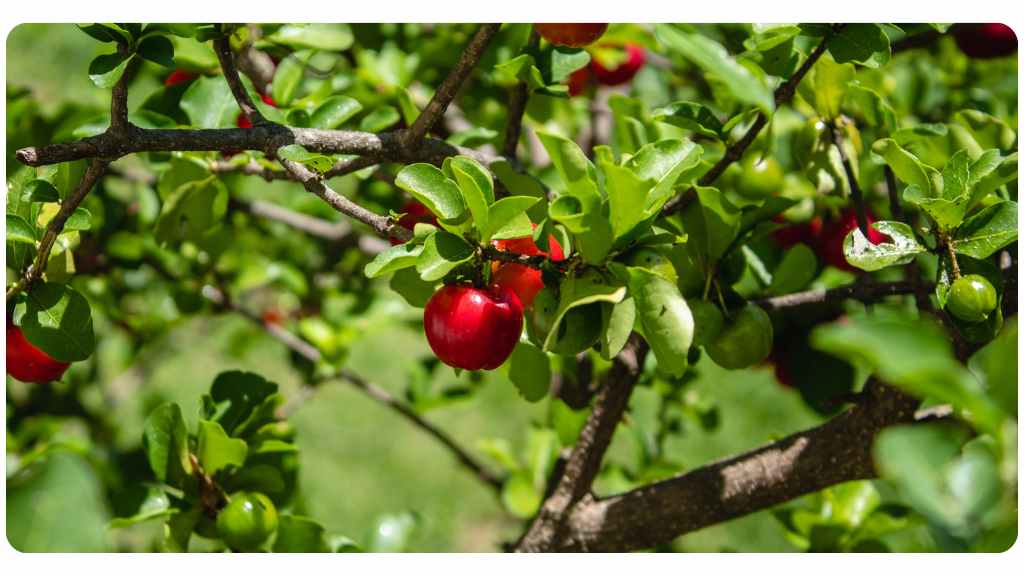 herbs high in vitamin c - acerola plant