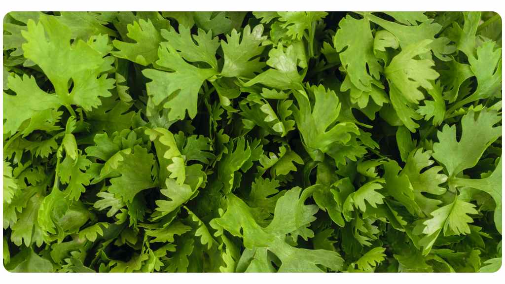 herbs high in vitamin c - cilantro