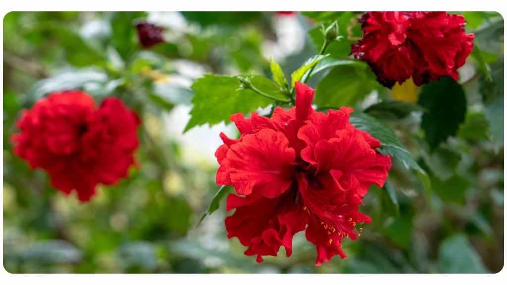 herbs high in vitamin c - hibiscus