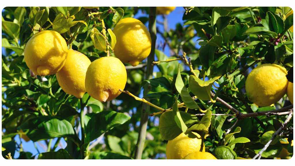 herbs high in vitamin c - lemon peel
