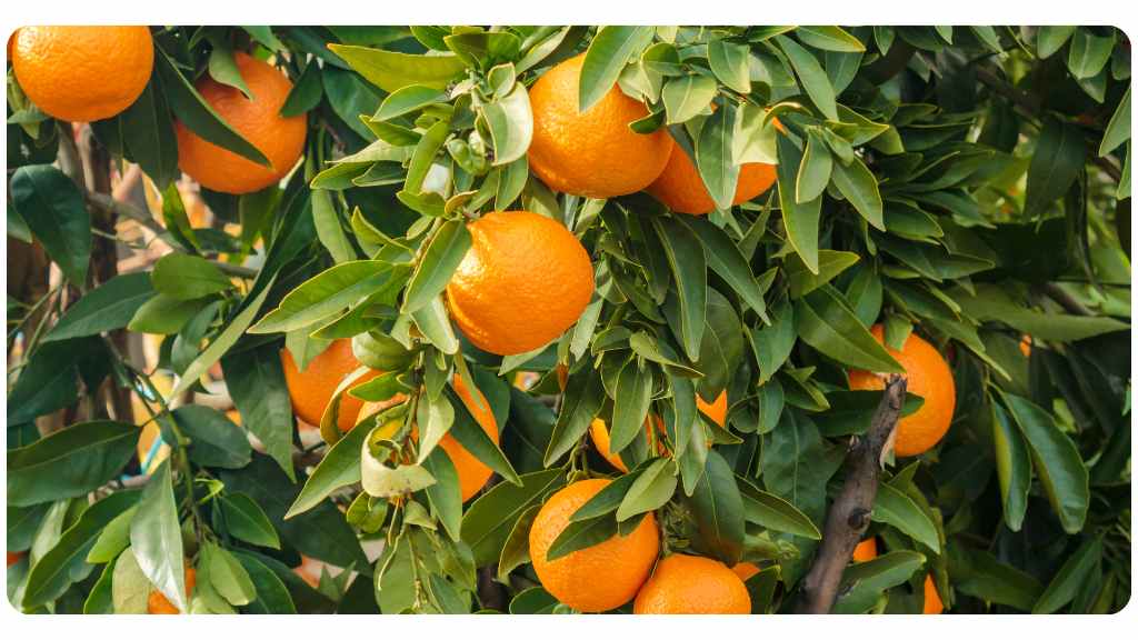 herbs high in vitamin c - orange peel