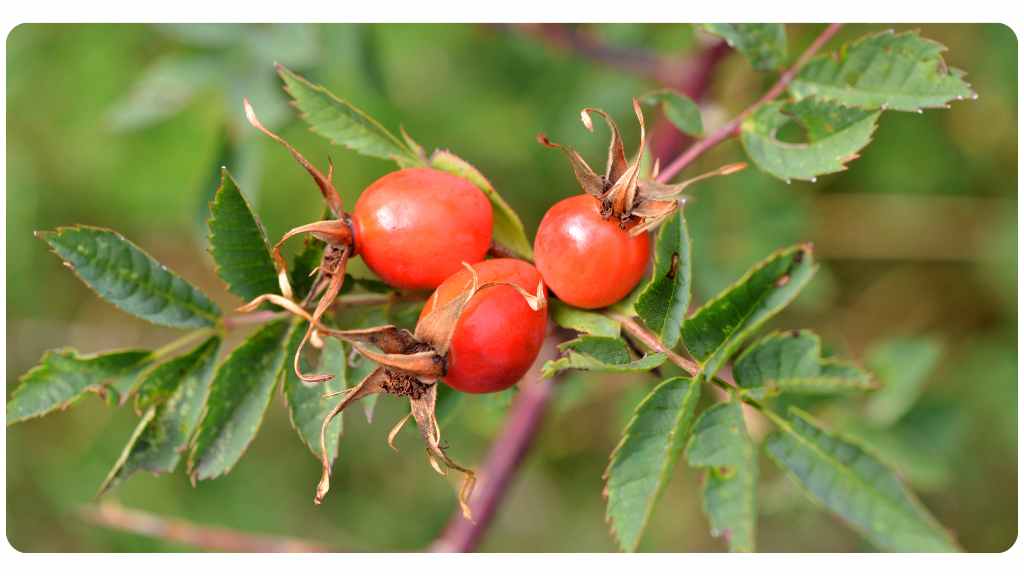 herbs high in vitamin c - rose hips